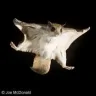aflyingsquirrel